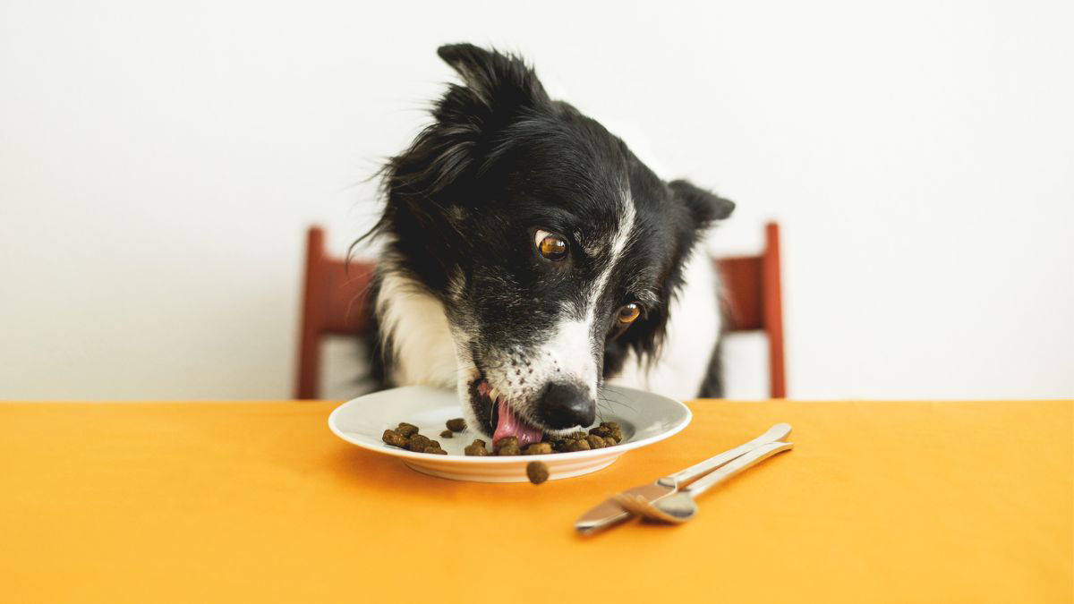 Informasi Harga Makanan Anjing dan Tips Memilihnya bagi Pemula